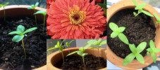 img-article-how-to-plant-flowers-with-kids-e1427104645993