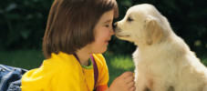 img-article-8-tips-for-raising-the-perfect-puppy-227x1002