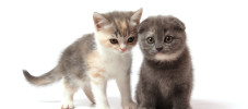 three-colored kitten