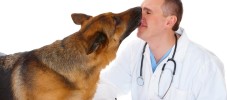 Hund mit Tierarzt