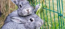 gray rabbits