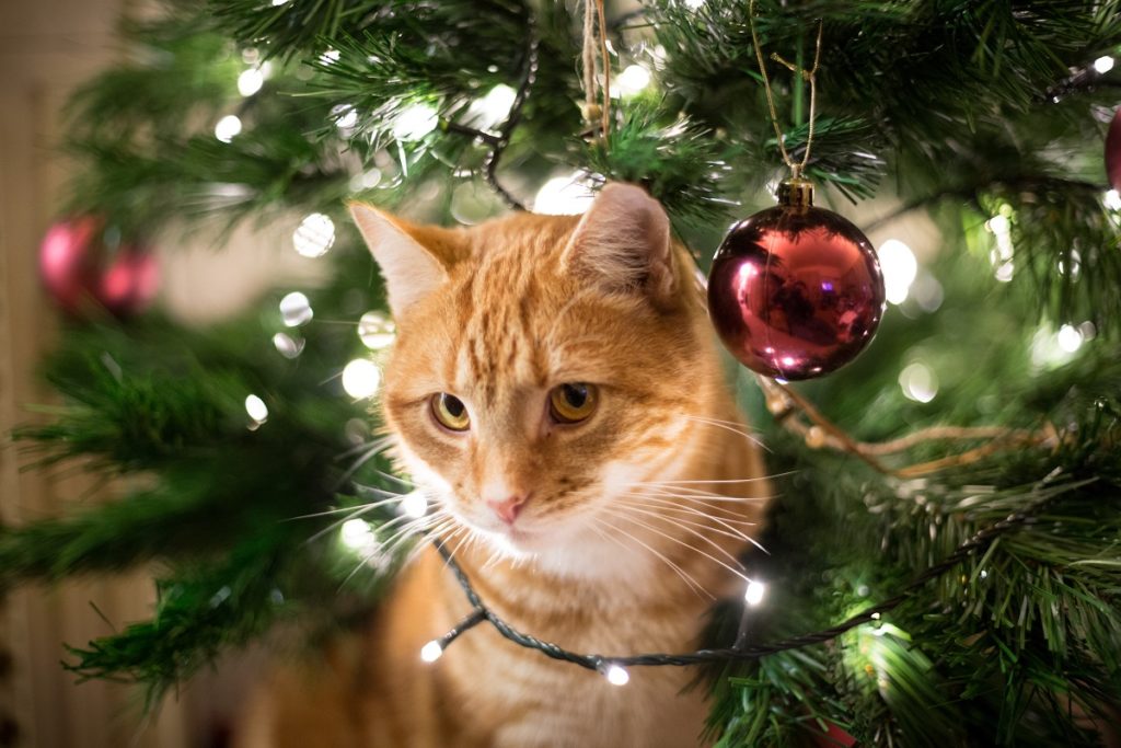Keep your pet save during the holidays