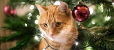 Pet Safety during christmas